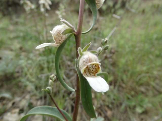 Digitalis lamarckii