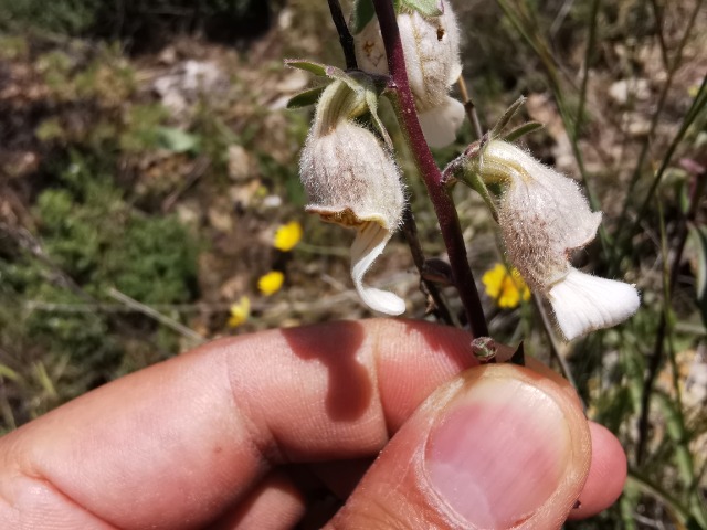 Digitalis lamarckii