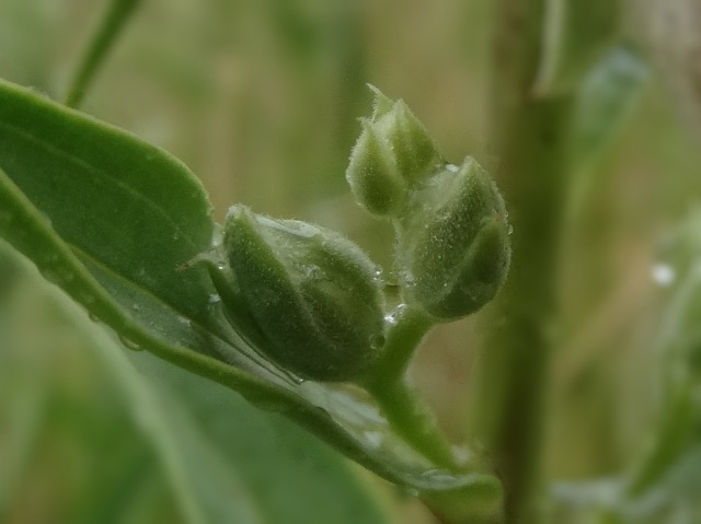 Digitalis lamarckii