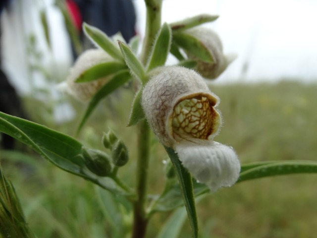 Digitalis lamarckii