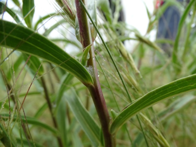 Digitalis lamarckii