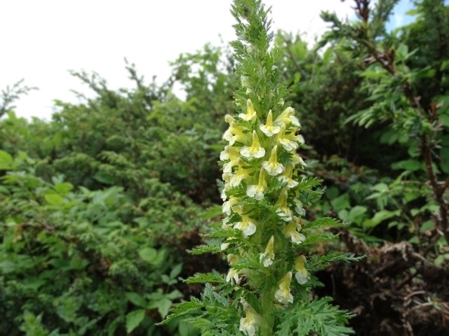 Pedicularis condensata