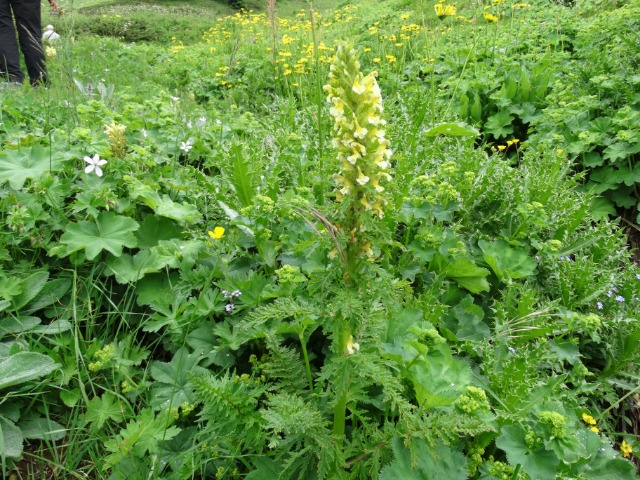 Pedicularis condensata