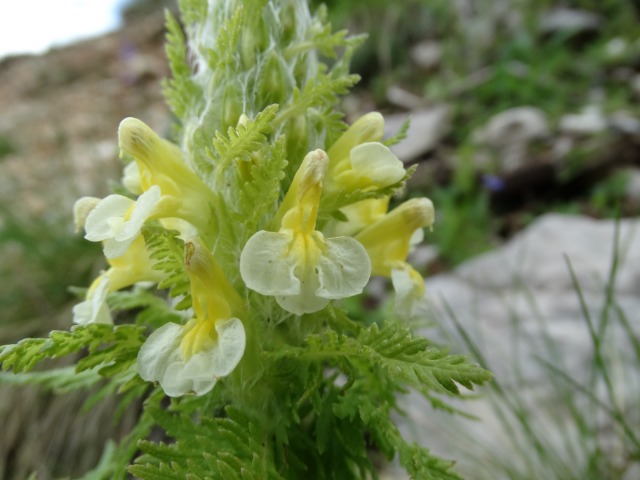 Pedicularis condensata