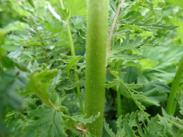 Pedicularis condensata