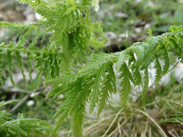 Pedicularis condensata