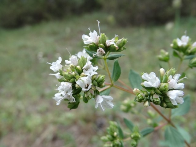 Origanum vulgare