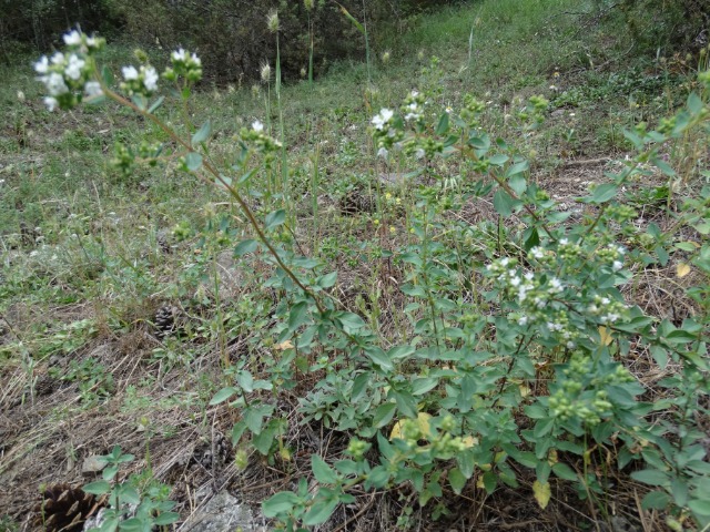 Origanum vulgare