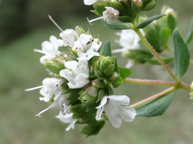 Origanum vulgare