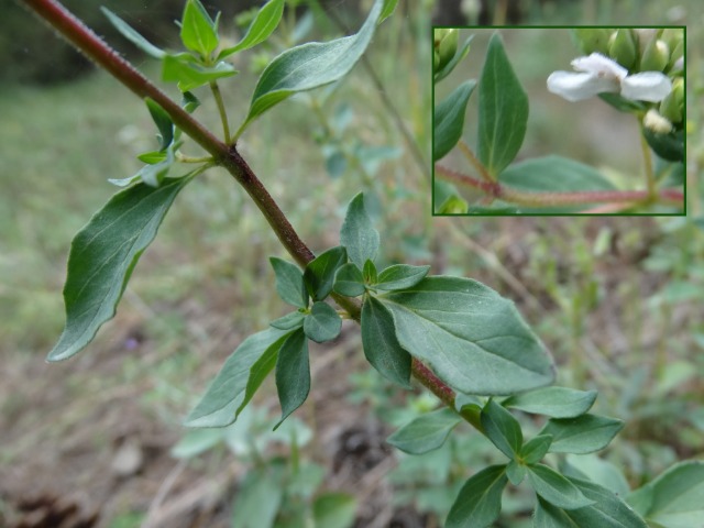 Origanum vulgare