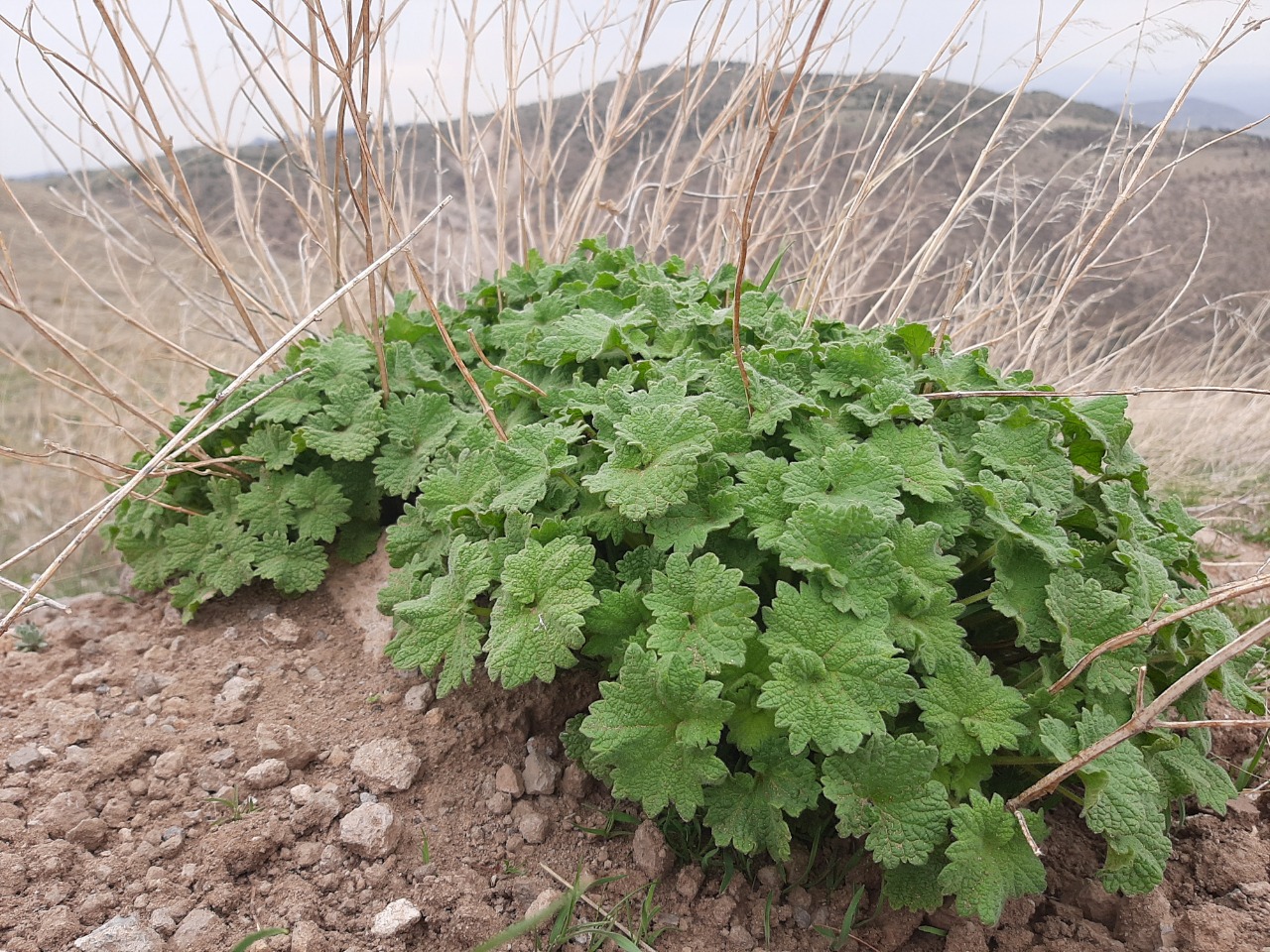 Leonurus cardiaca