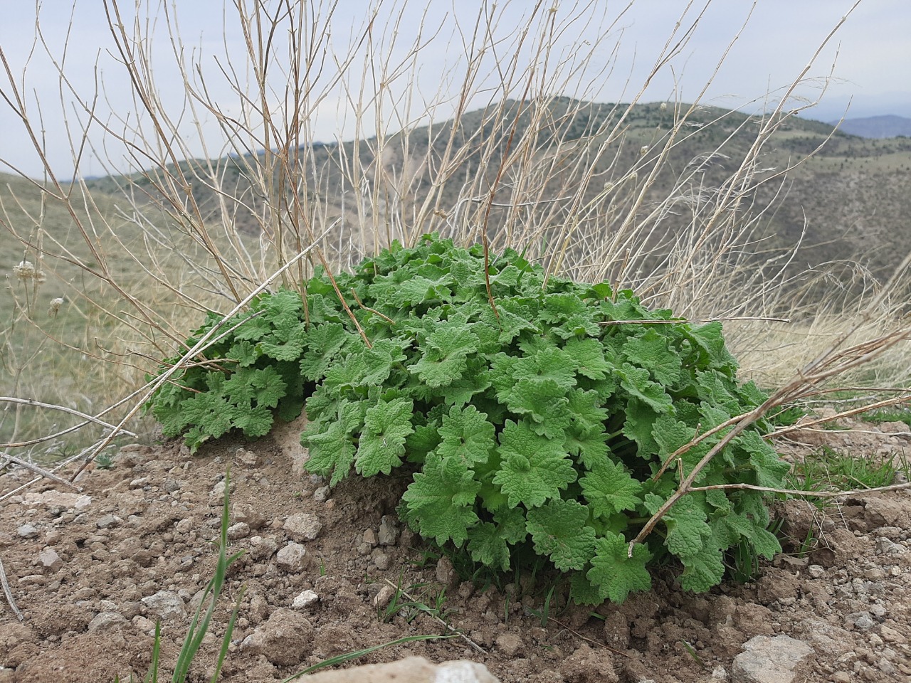 Leonurus cardiaca