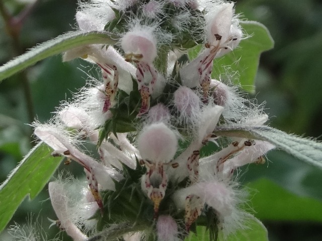 Leonurus cardiaca