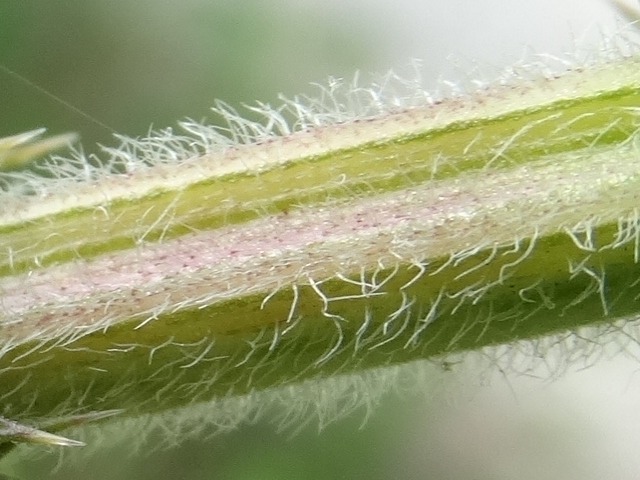Leonurus cardiaca