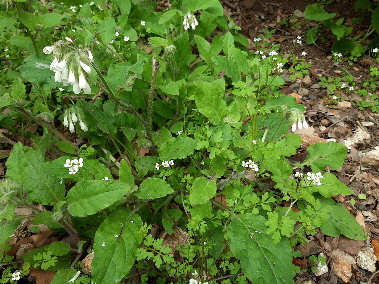 Symphytum brachycalyx