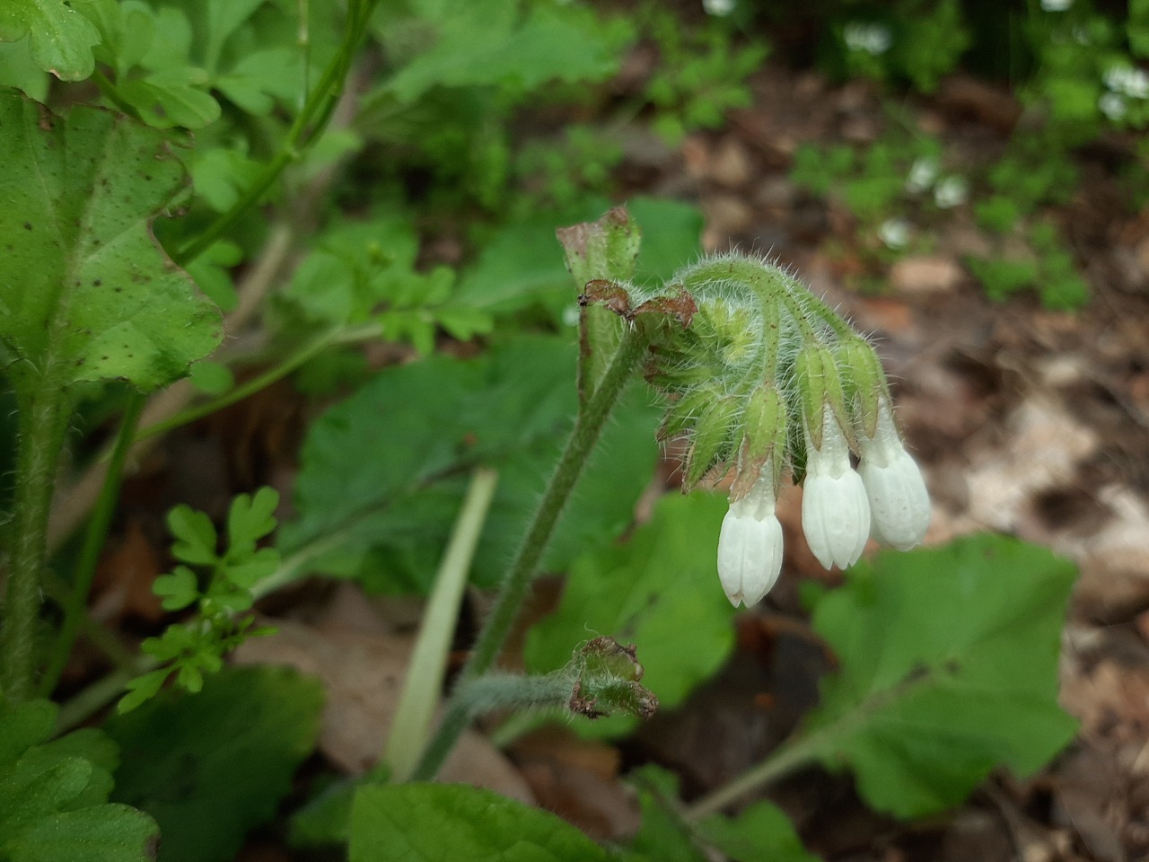 Symphytum brachycalyx