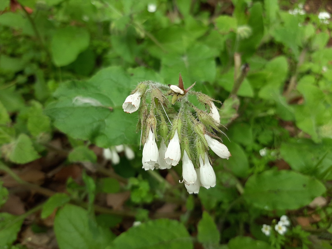 Symphytum brachycalyx