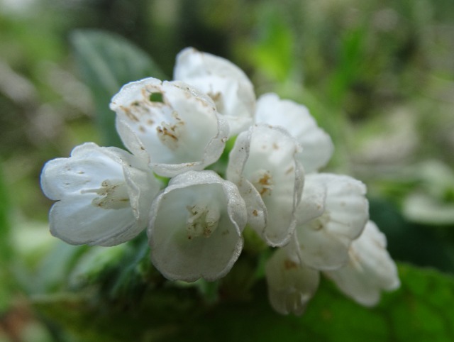 Symphytum brachycalyx