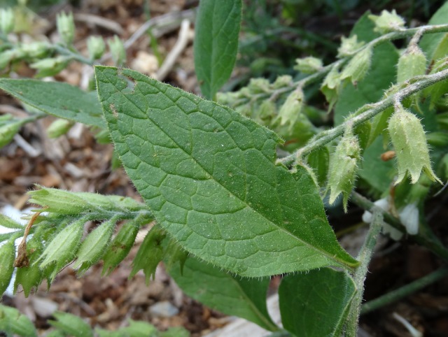 Symphytum brachycalyx