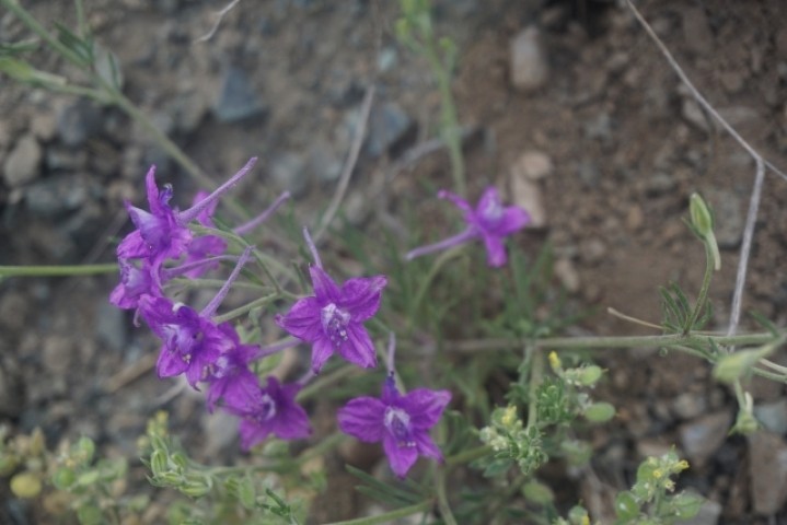 Consolida regalis