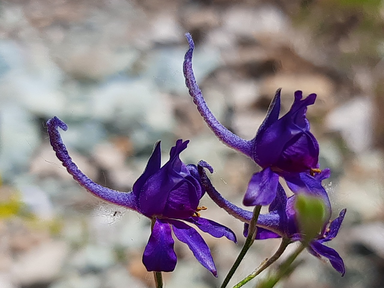 Consolida regalis