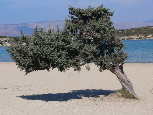 Juniperus macrocarpa