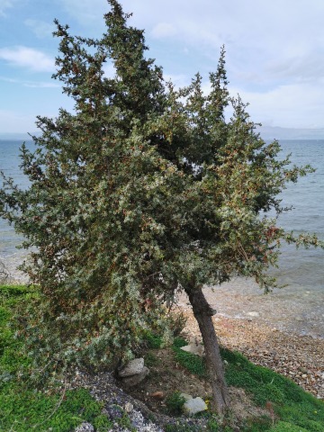 Juniperus macrocarpa