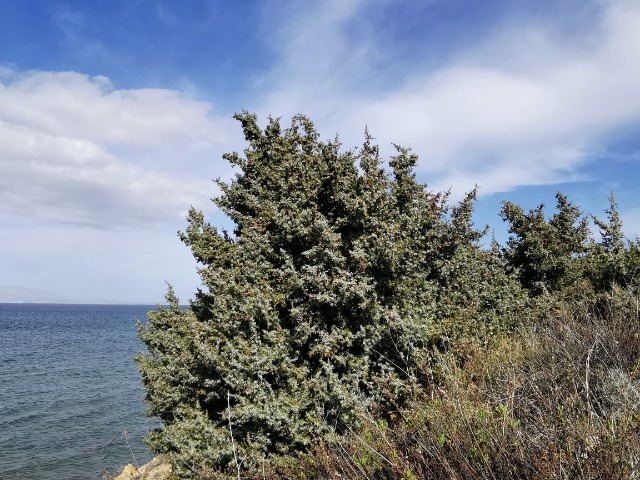 Juniperus macrocarpa