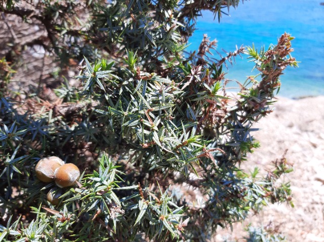 Juniperus macrocarpa