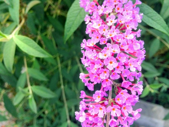 Buddleja davidii