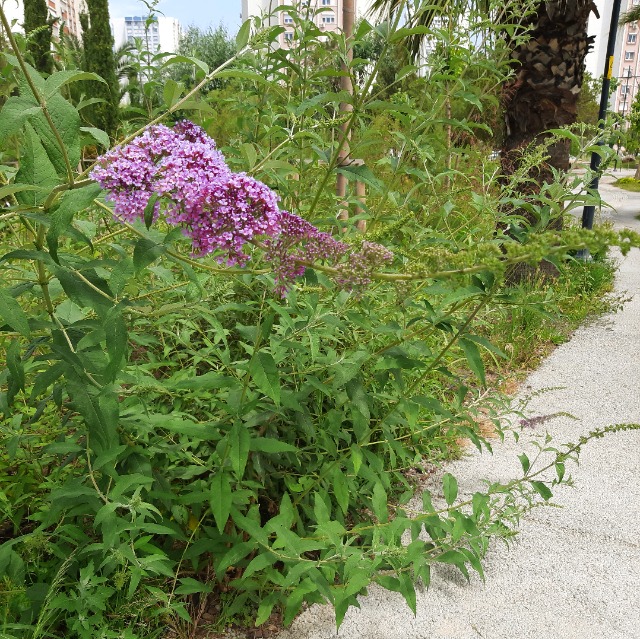 Buddleja davidii