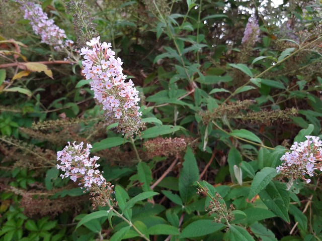 Buddleja davidii