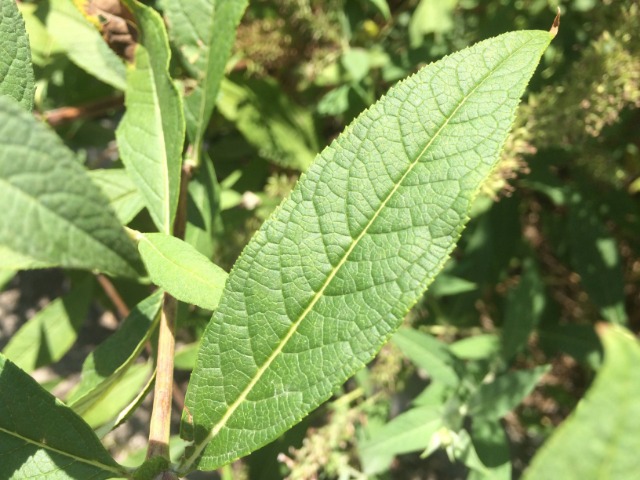 Buddleja davidii