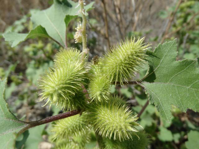 Xanthium strumarium