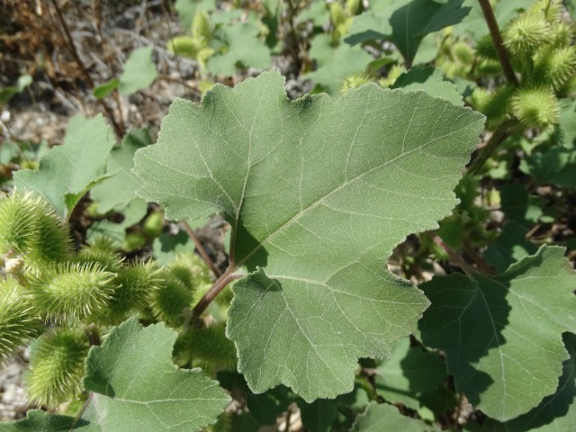 Xanthium strumarium