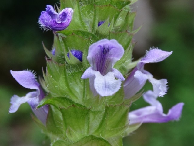 Prunella orientalis