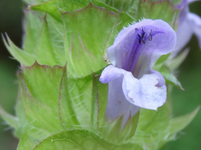 Prunella orientalis