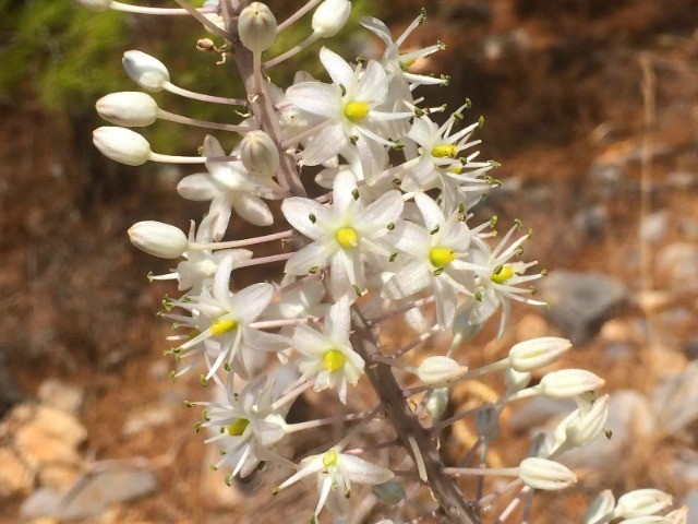 Drimia maritima