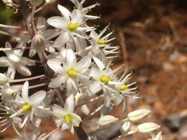 Drimia maritima