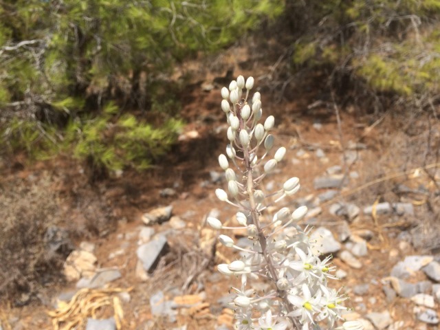 Drimia maritima