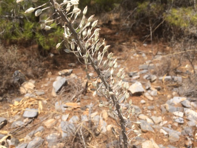 Drimia maritima