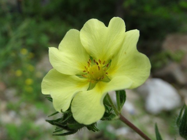 Potentilla recta