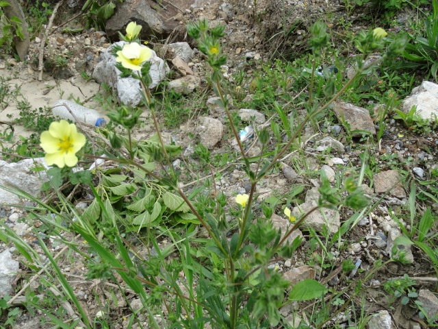 Potentilla recta