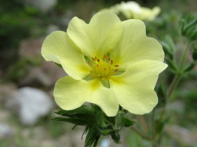 Potentilla recta