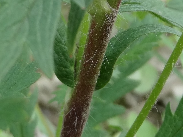 Potentilla recta