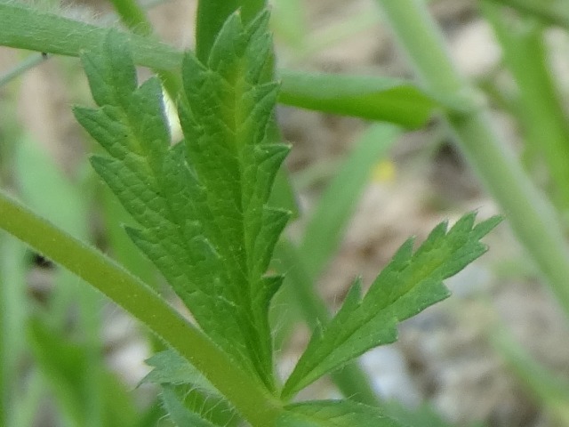 Potentilla recta