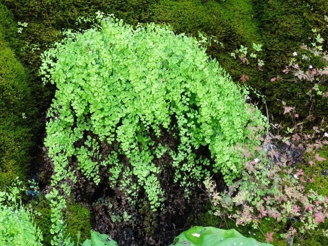 Adiantum capillus-veneris