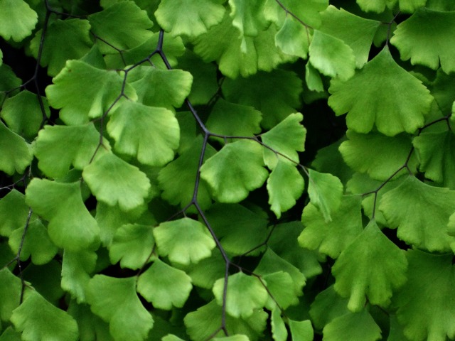 Adiantum capillus-veneris