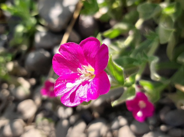 Epilobium hirsutum