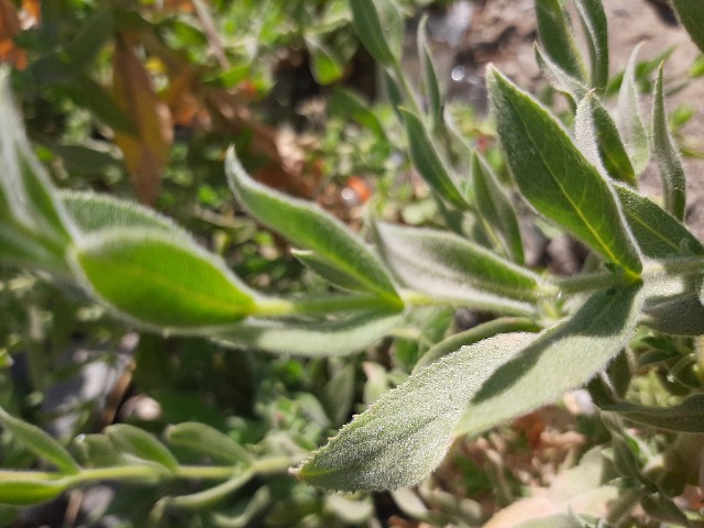 Epilobium hirsutum